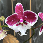 Phalaenopsis Allura Święty Mikołaj