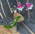 Phalaenopsis Allura Święty Mikołaj