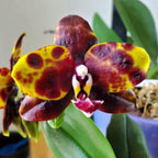 Phalaenopsis Allura 'Voodoo'
