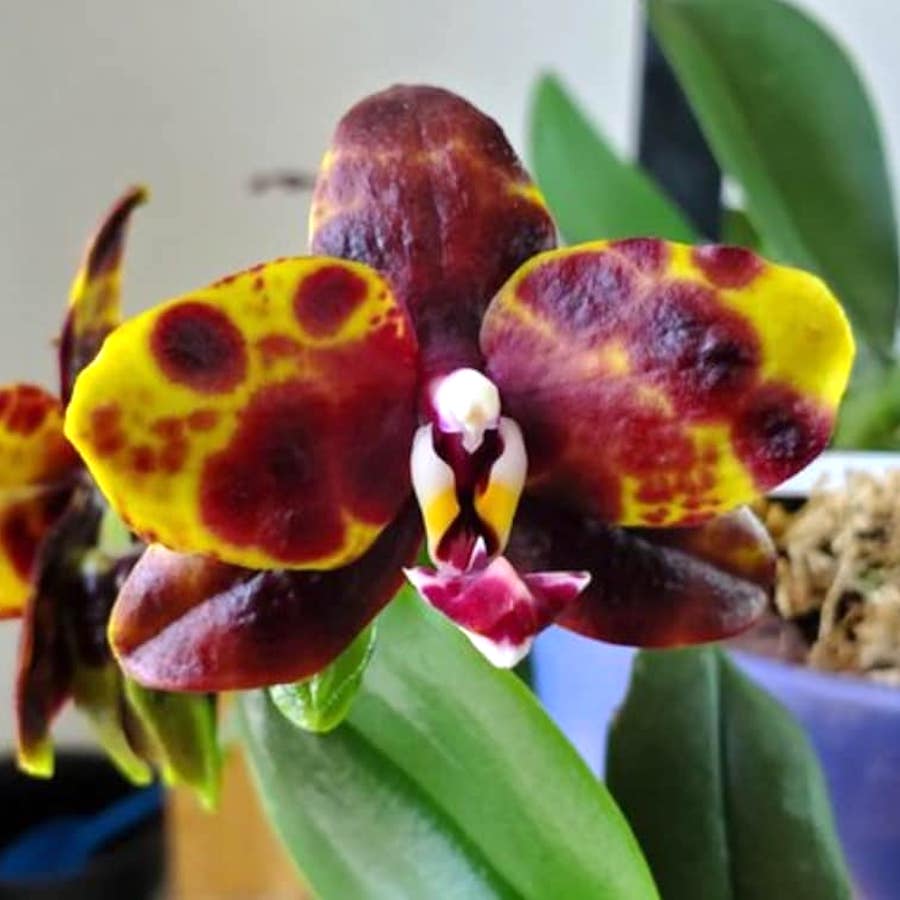 Phalaenopsis Allura 'Voodoo'