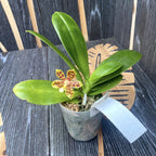 Phalaenopsis Almanis (mannii × tetraspis)