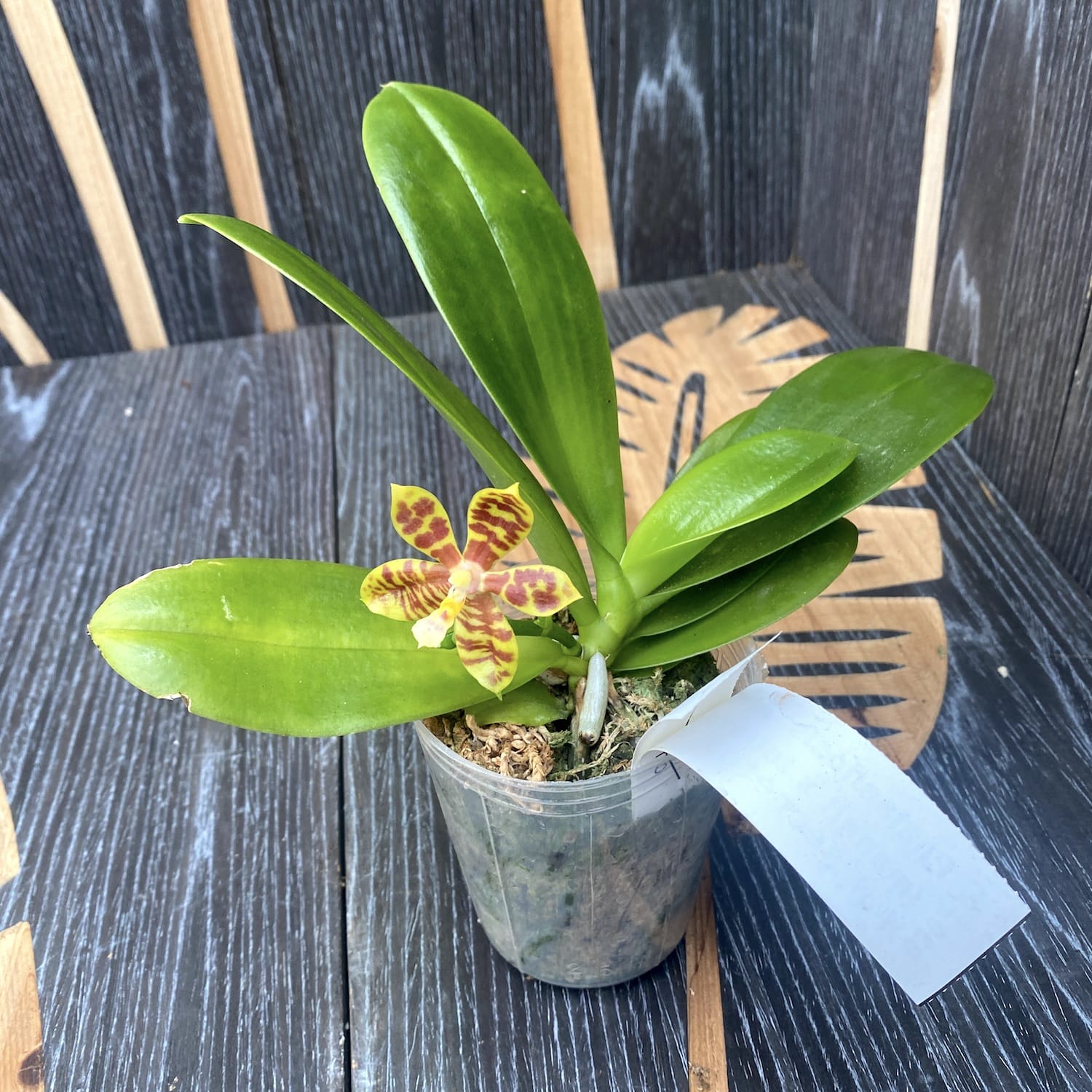 Phalaenopsis Almanis (mannii × tetraspis)