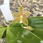Phalaenopsis Almanis (mannii × tetraspis)