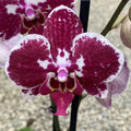 Phalaenopsis Angers