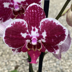 Phalaenopsis Angers