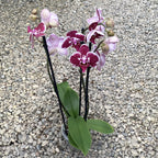 Phalaenopsis Angers