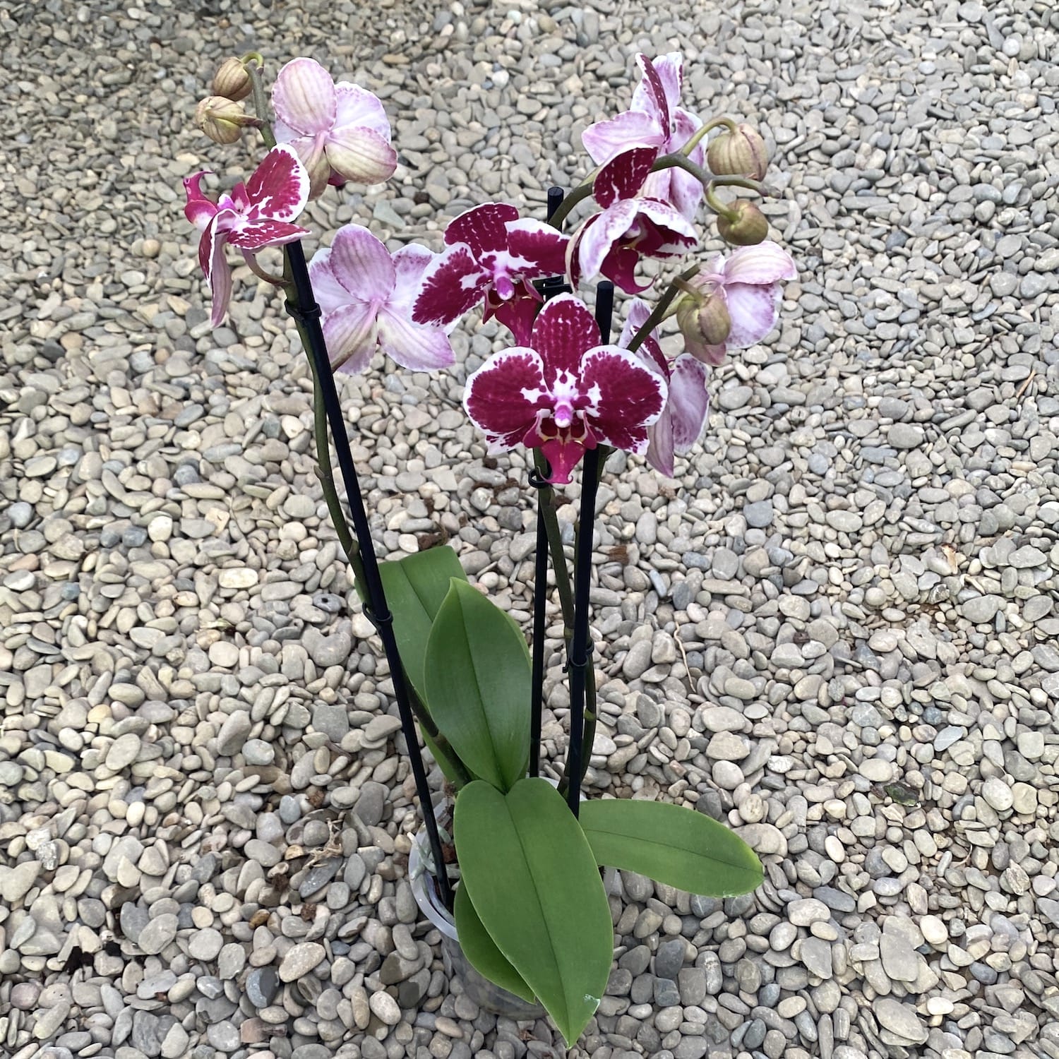 Phalaenopsis Angers