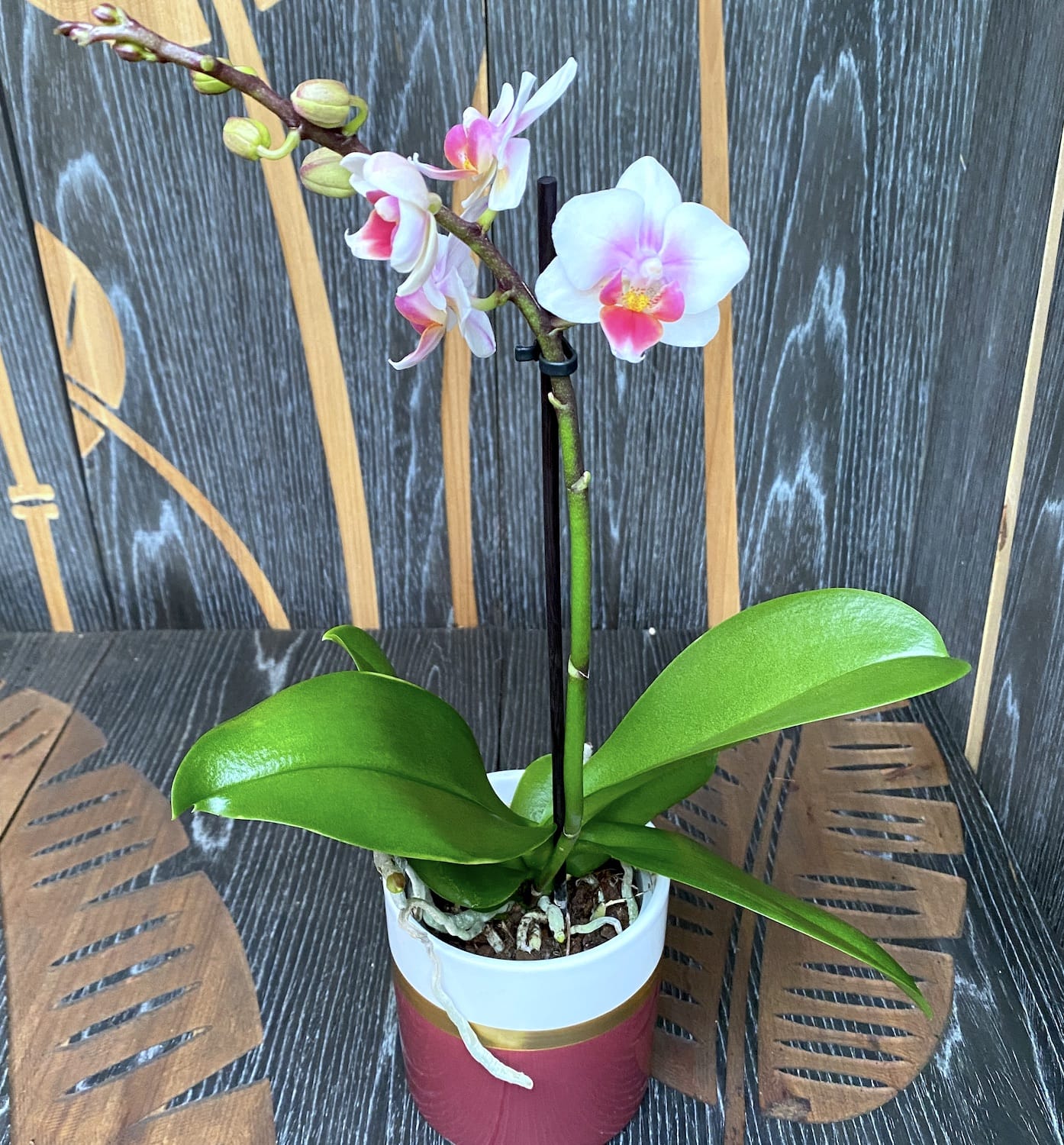 Phalaenopsis Anthura Buenos Aires