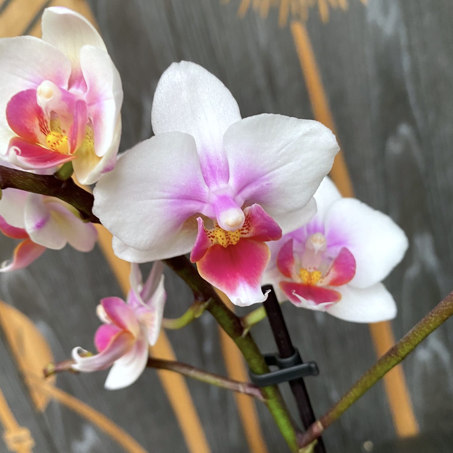 Phalaenopsis Anthura Buenos Aires