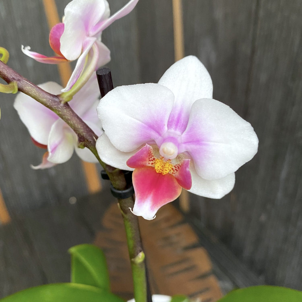 Phalaenopsis Anthura Buenos Aires
