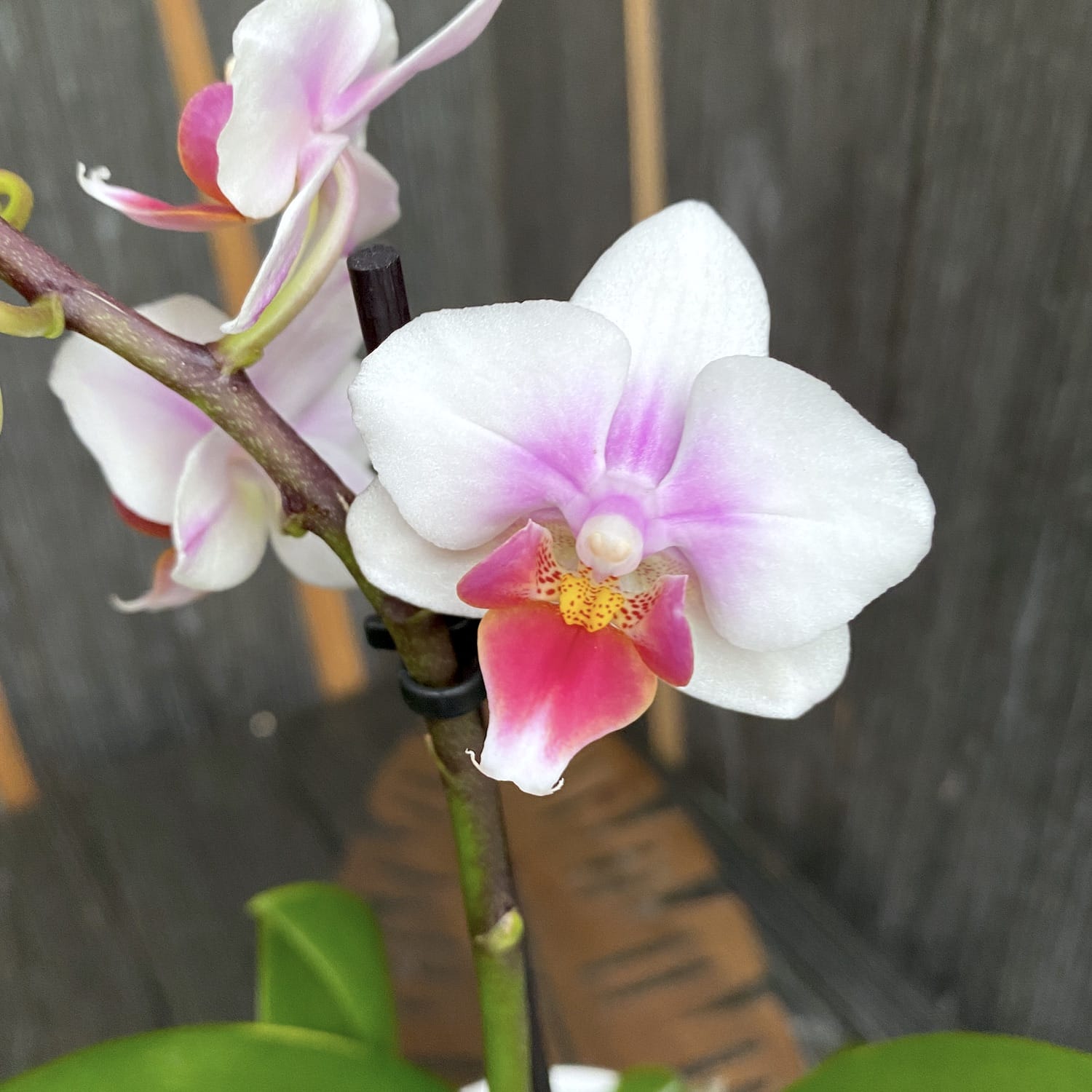 Phalaenopsis Anthura Buenos Aires
