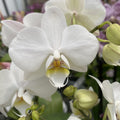 Phalaenopsis Anthura Lech