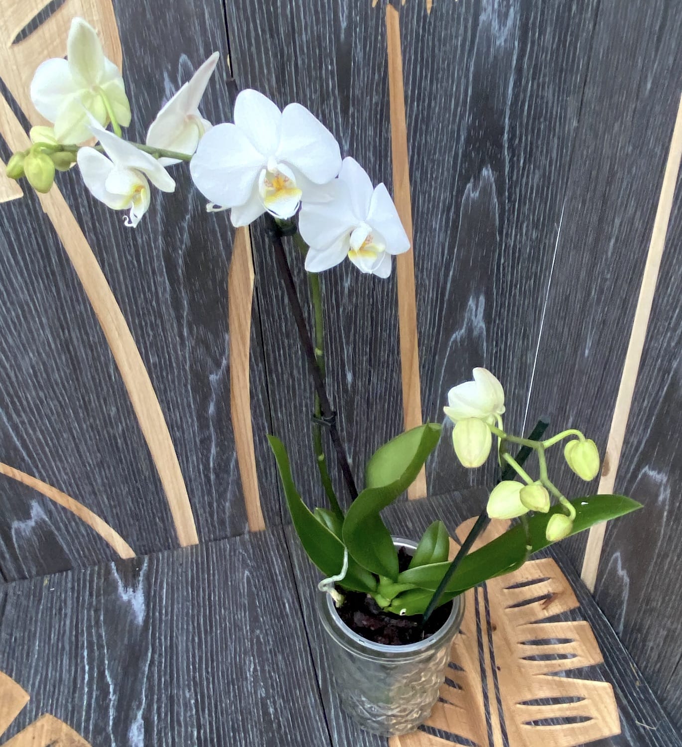 Phalaenopsis Anthura Lech