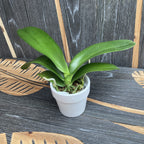 Phalaenopsis Arakaki World Dream 'Black'