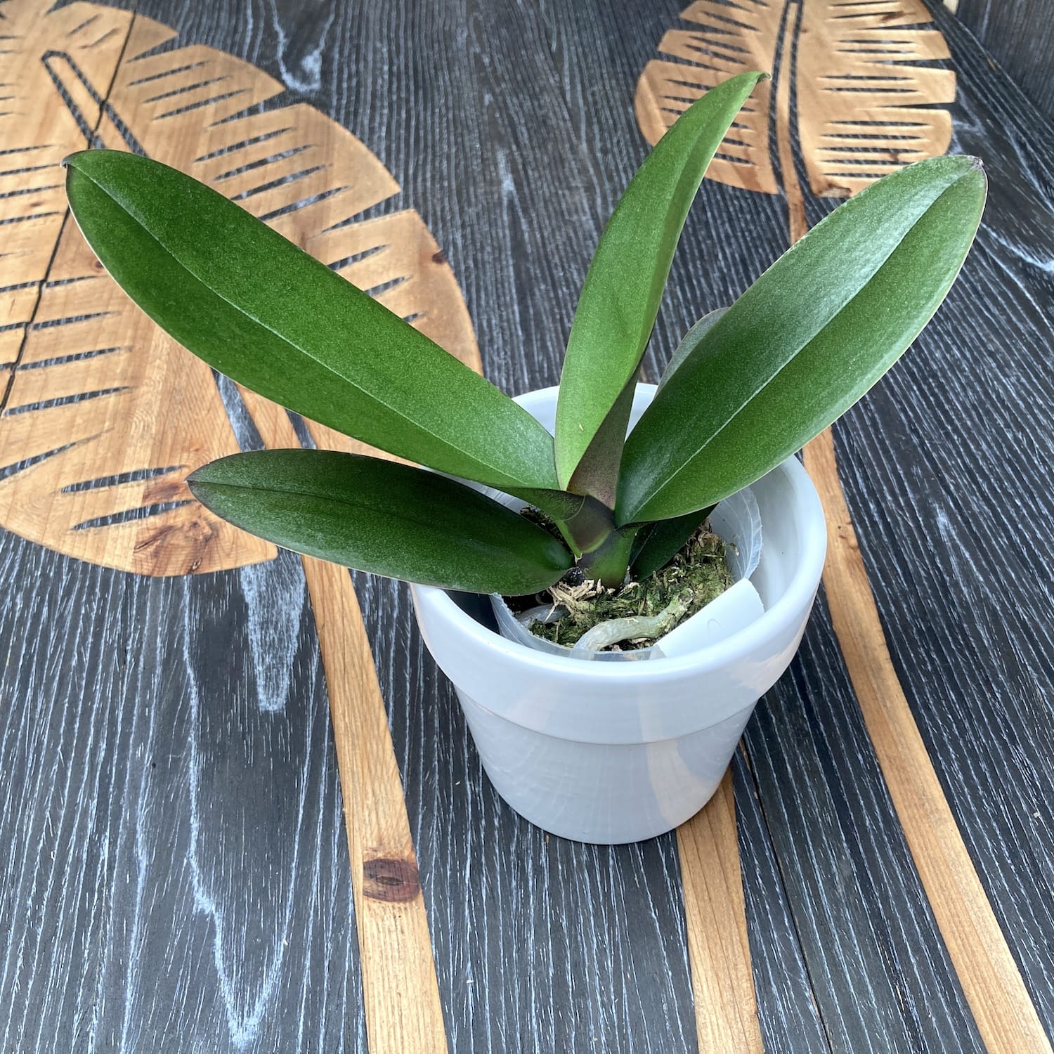 Phalaenopsis Ark's Glücklicher Magier