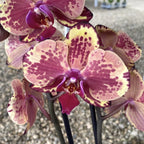 Phalaenopsis Ark's Happy Magician (Hollandia)