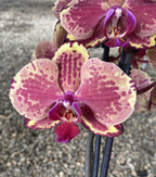 Phalaenopsis Ark's Happy Magician (Hollandia)