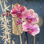 Phalaenopsis Ark's Happy Magician (Hollandia)