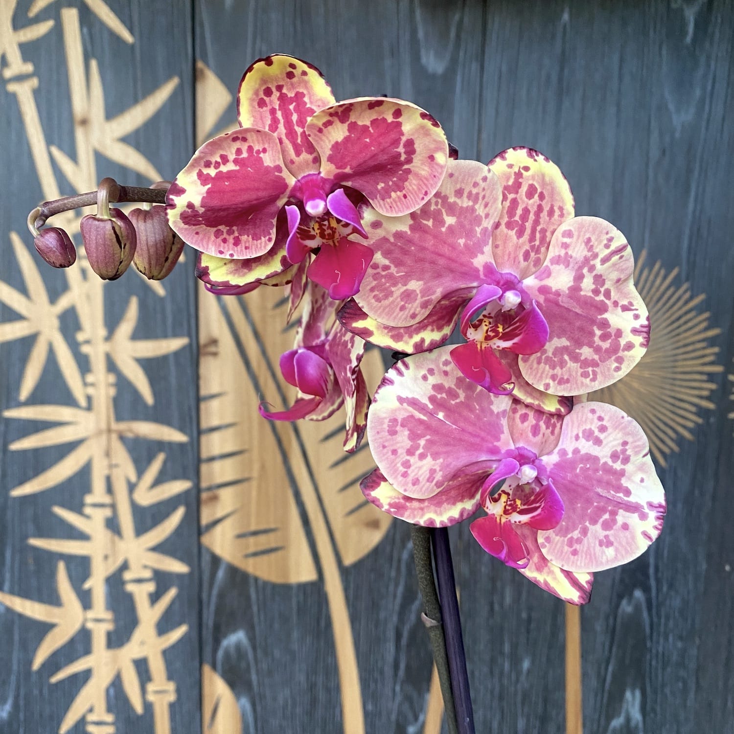 Phalaenopsis Ark's Happy Magician (Olanda)