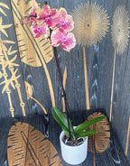 Phalaenopsis Ark's Happy Magician (Hollandia)