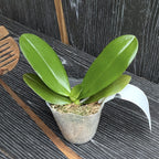 Phalaenopsis Ark's Kaiulani