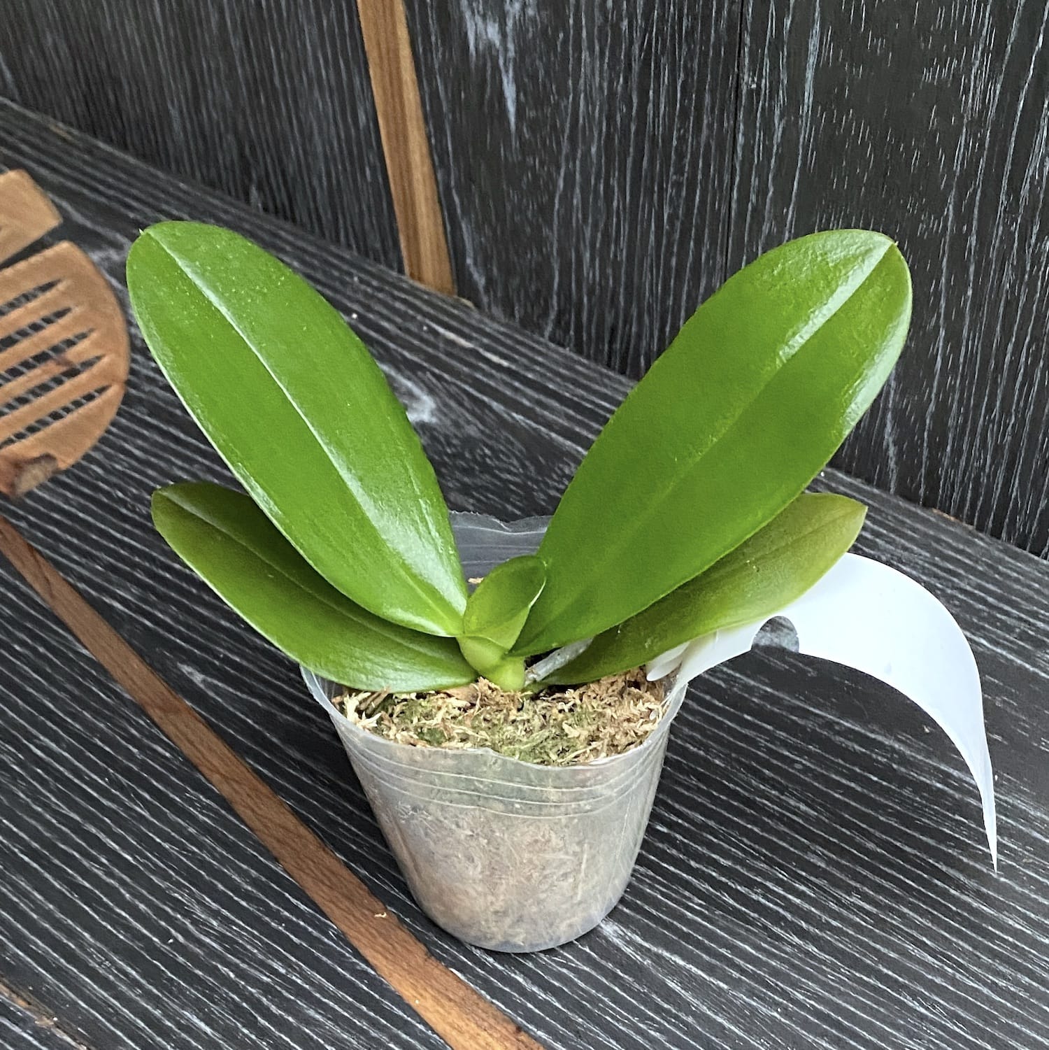 Phalaenopsis Ark's Kaiulani