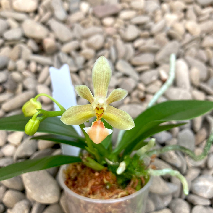 Phalaenopsis Arne Ulfers (mannii x lobbii)