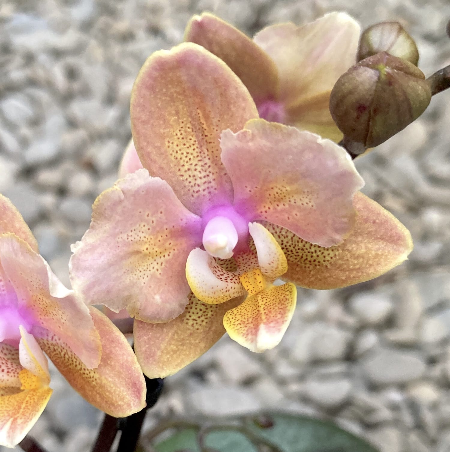Phalaenopsis Aromio Carola parfumée et pelorique (Papillon)