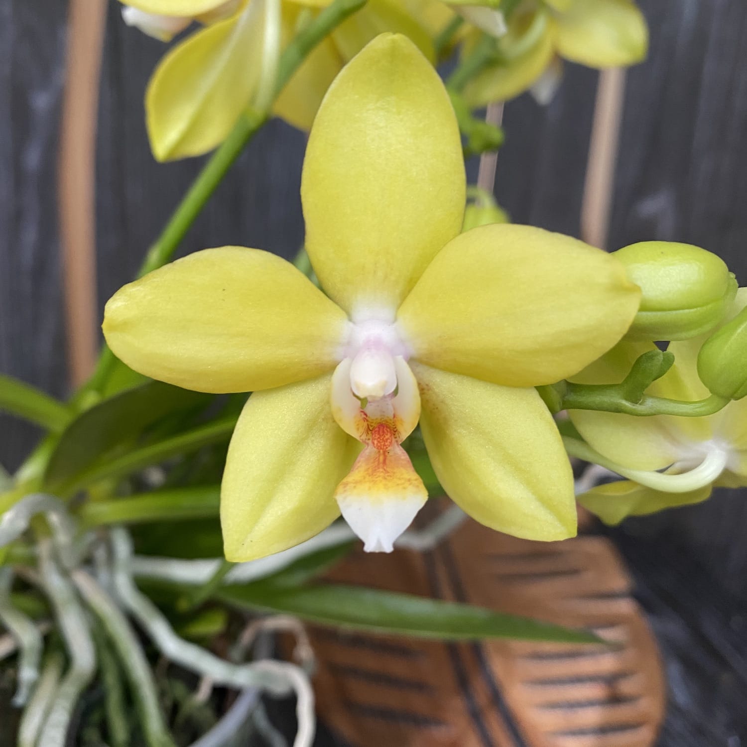 Phalaenopsis Artisto Pop * vonná