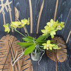 Phalaenopsis Artisto Pop * profumata