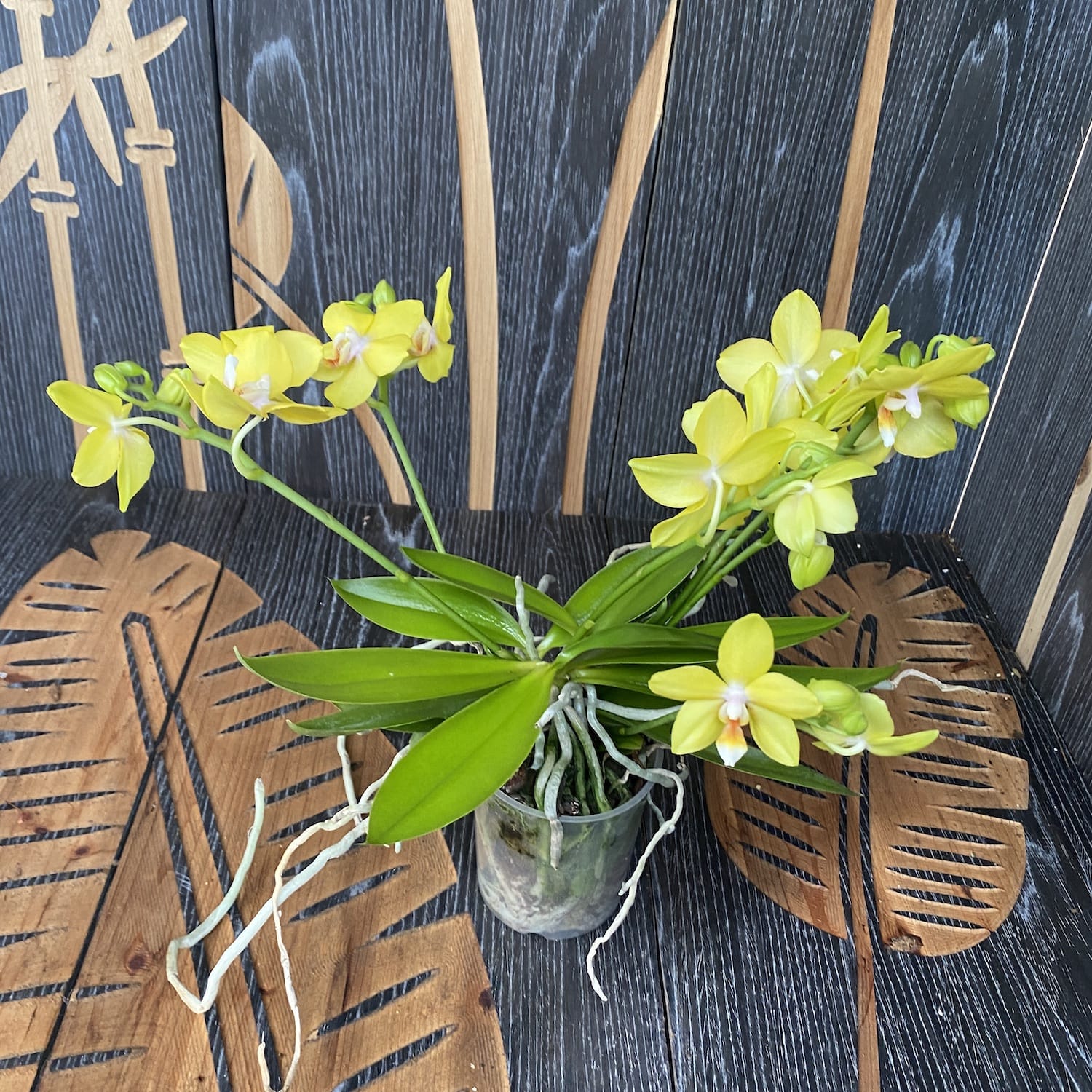 Phalaenopsis Artisto Pop * vonná