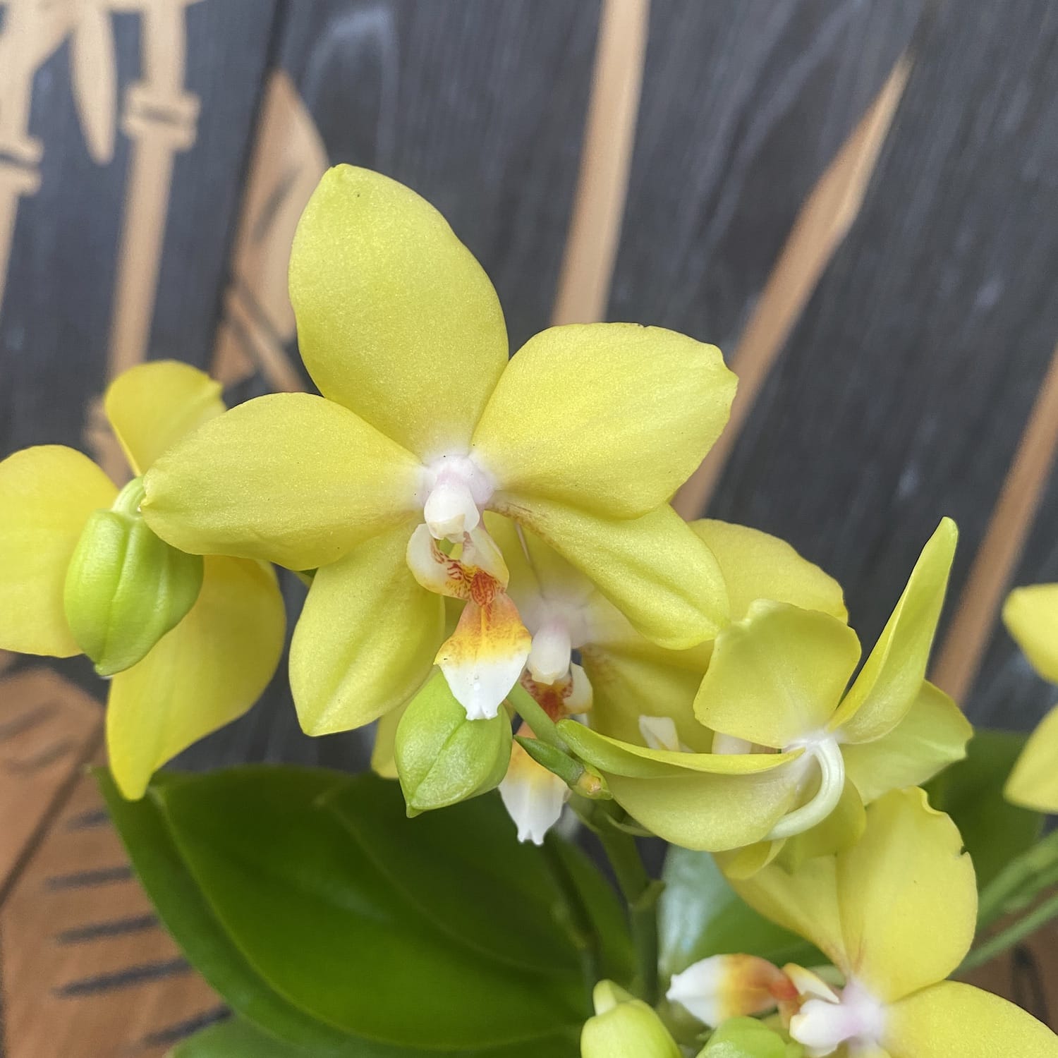 Phalaenopsis Artisto Pop * vonná