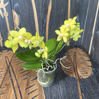 Phalaenopsis Artisto Pop * profumata