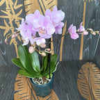 Phalaenopsis Beaution