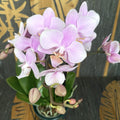 Phalaenopsis Beaution