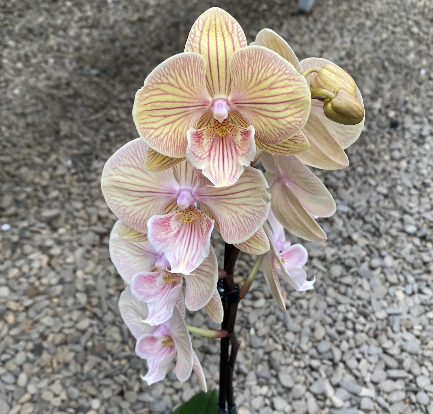 Phalaenopsis Big Lips Summer Love