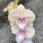 Phalaenopsis Big Lips Summer Love