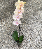 Phalaenopsis Big Lips Summer Love