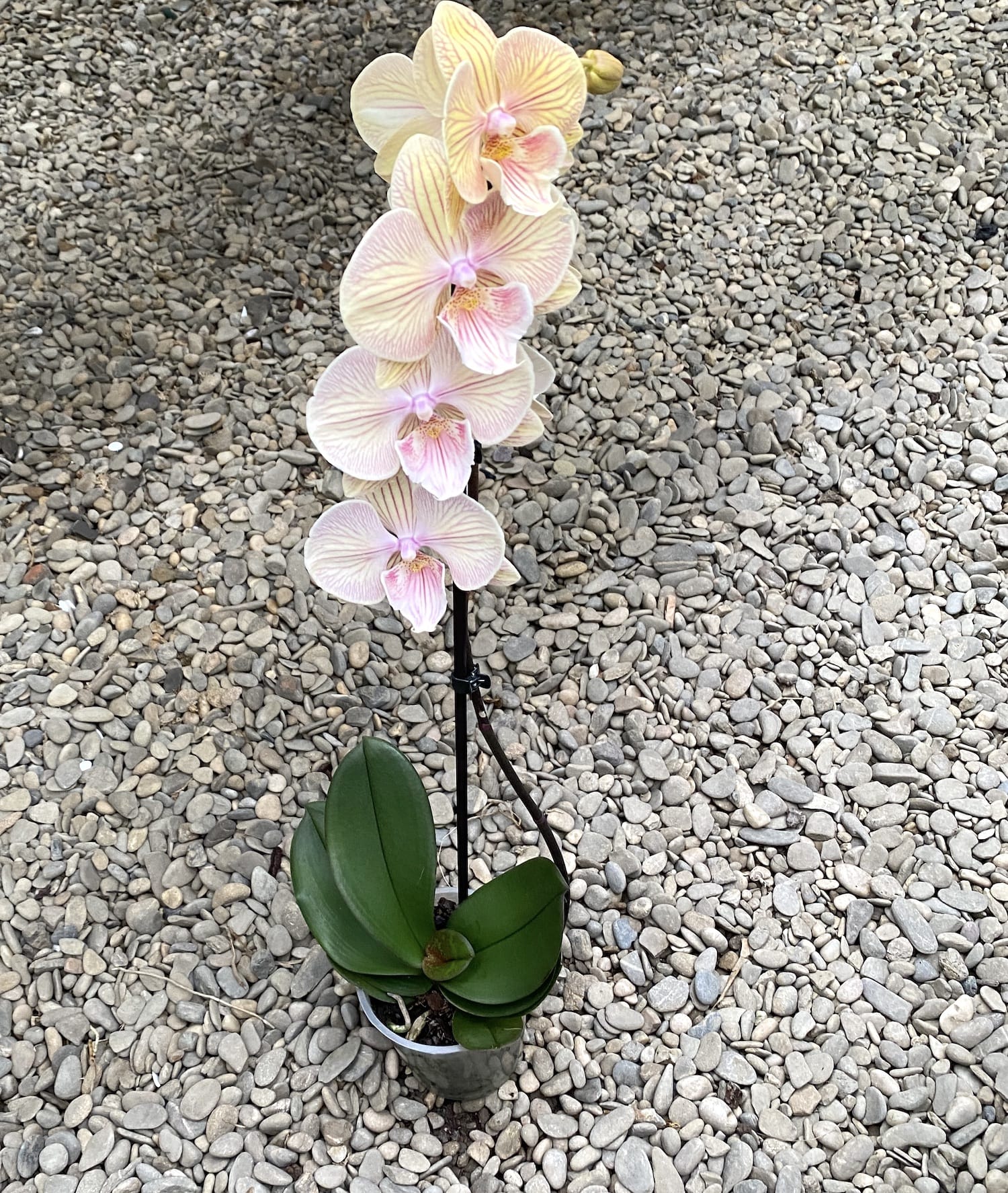 Phalaenopsis Big Lips Summer Love