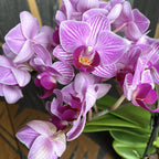 Phalaenopsis Birdie