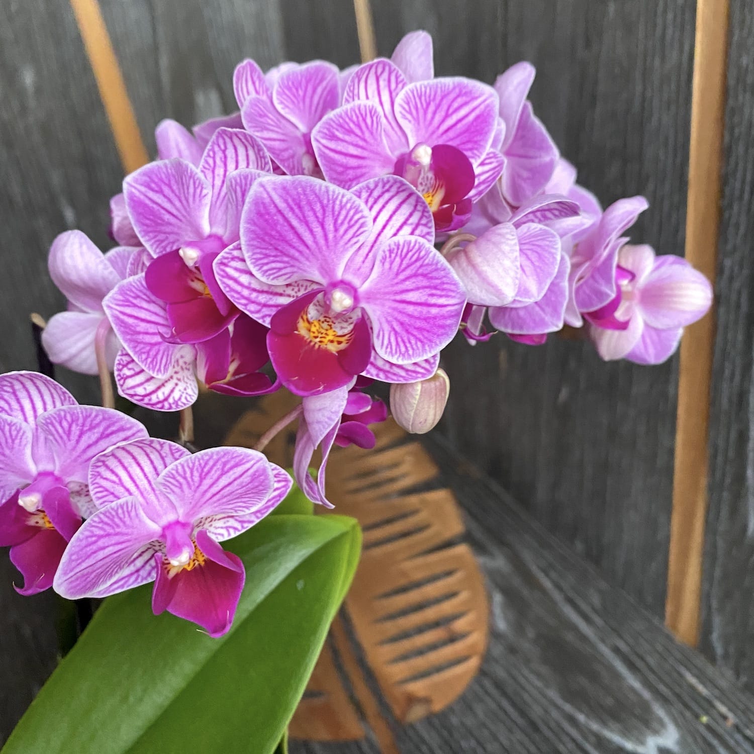Phalaenopsis Birdie