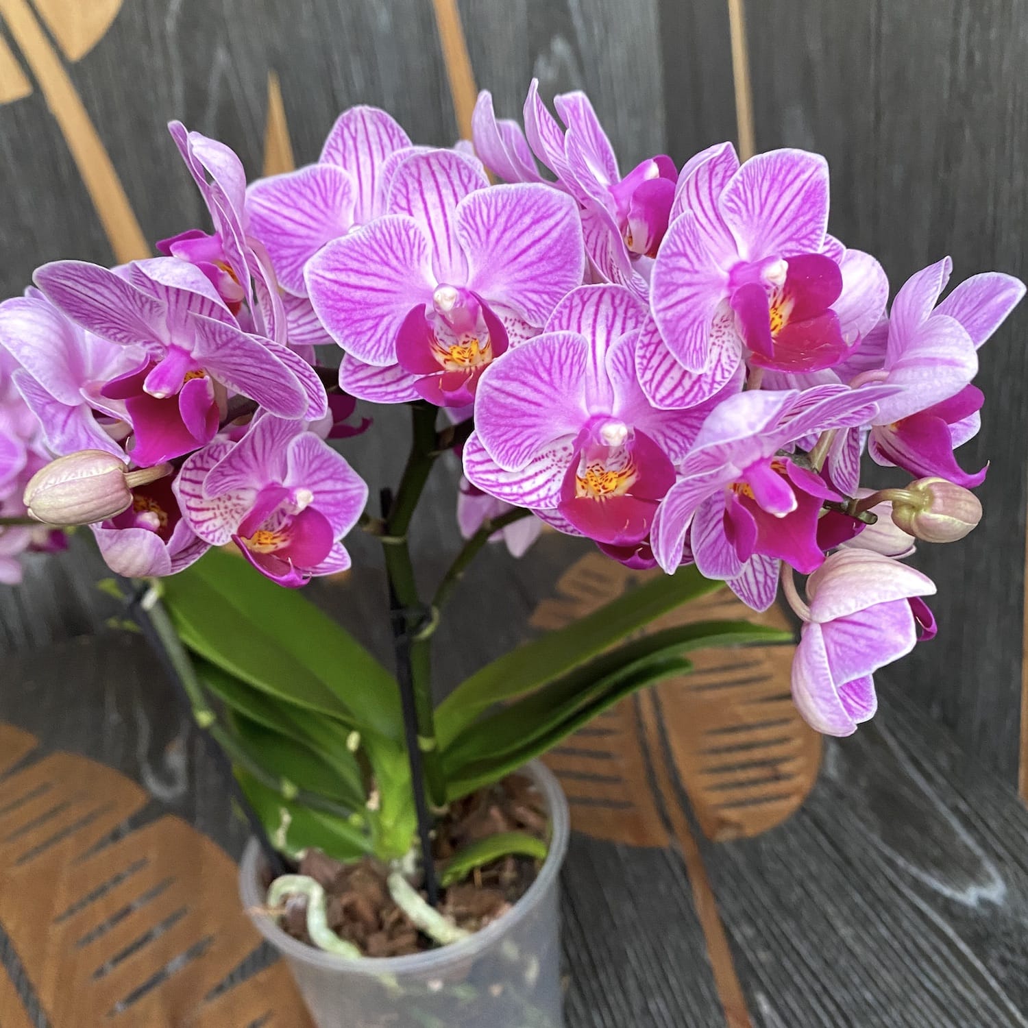 Phalaenopsis Birdie