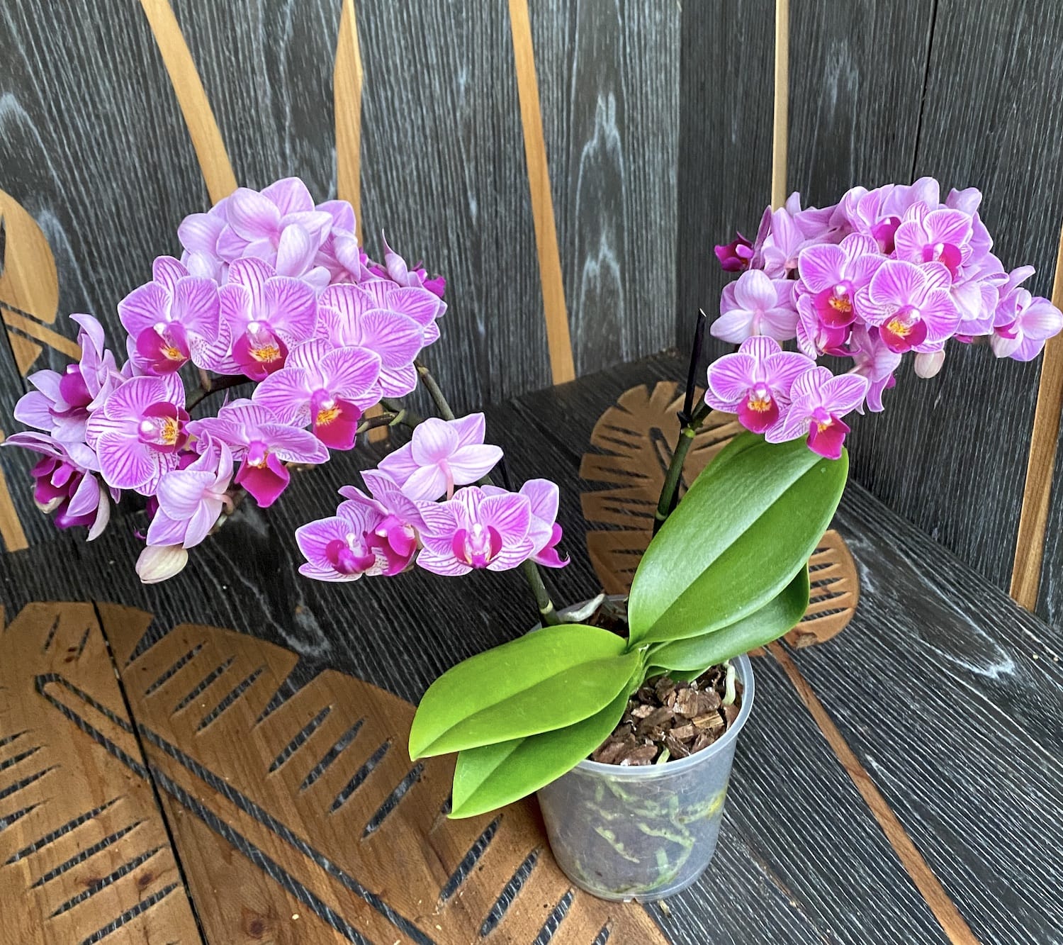 Phalaenopsis Birdie