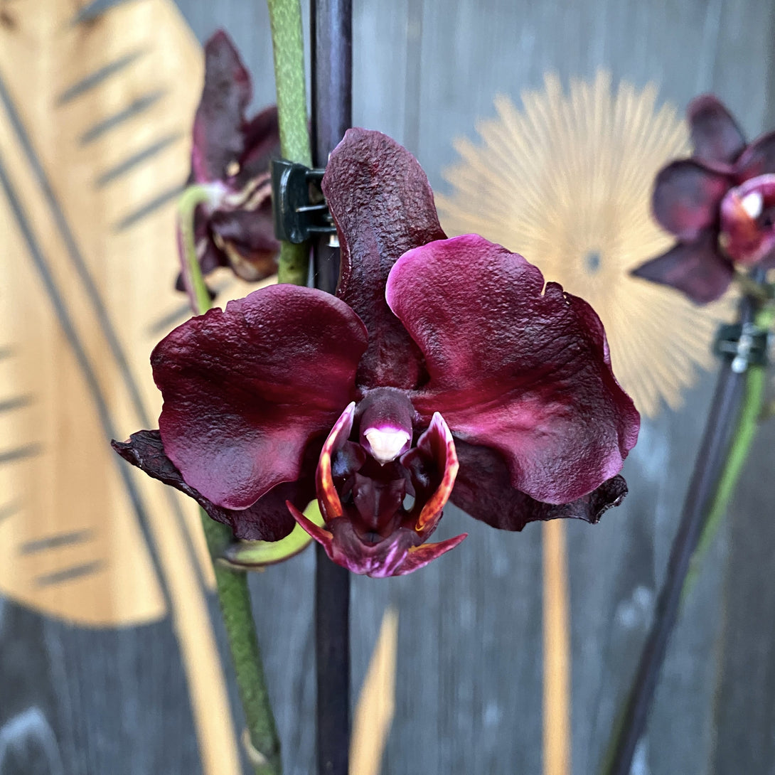 Orchidea Nera. Phalaenopsis Black Jack Fotografia Stock - Immagine di  bello, aroma: 177686728