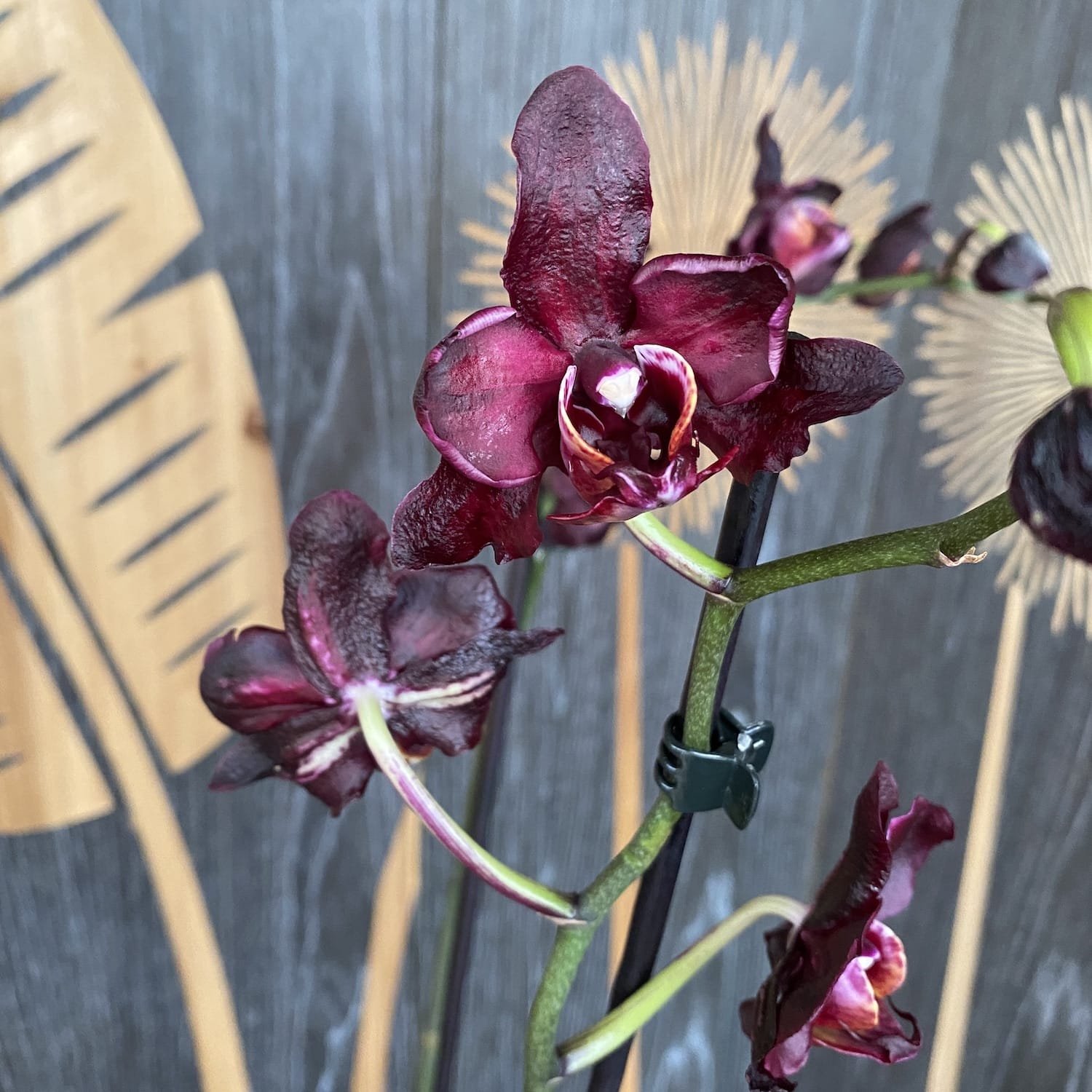 Phalaenopsis Black Jack