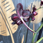 Phalaenopsis Black Jack