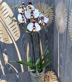 Phalaenopsis Fekete Mágia