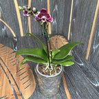 Phalaenopsis Black Pearl
