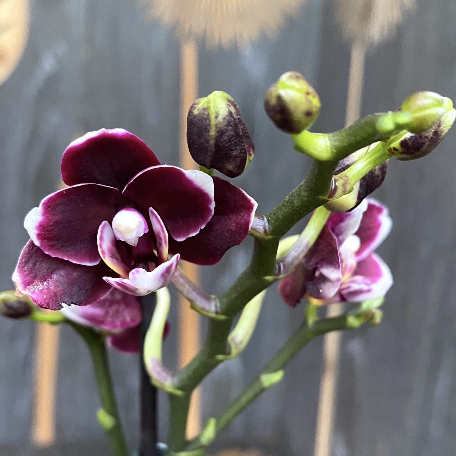 Phalaenopsis Schwarze Perle