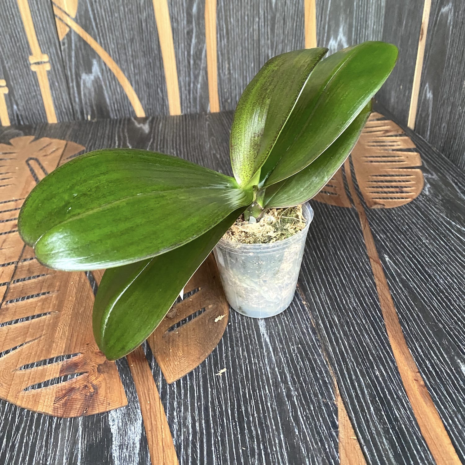 Phalaenopsis Black Sentra - flori cerate, parfumate